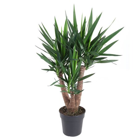 Yucca vertakt 3-arm Ø27 cm