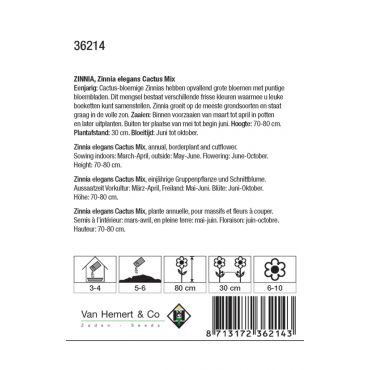 Zinnia elegans Cactus Mix - afbeelding 2