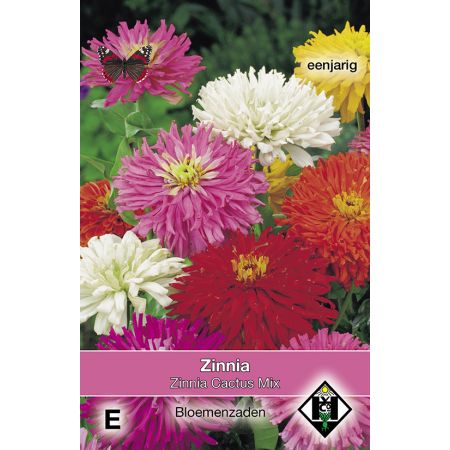 Zinnia elegans Cactus Mix - afbeelding 1