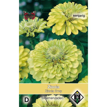 Zinnia elegans Envy - afbeelding 1