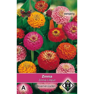 Zinnia elegans Lilliput - afbeelding 1