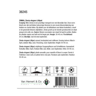 Zinnia elegans Lilliput - afbeelding 2