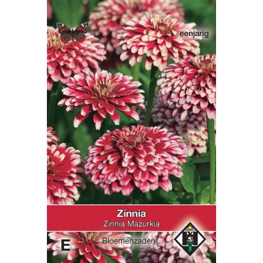 Zinnia elegans 'Mazurkia' - afbeelding 1