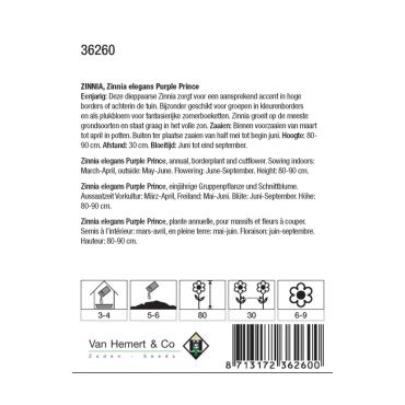 Zinnia elegans Purple Prince - afbeelding 2