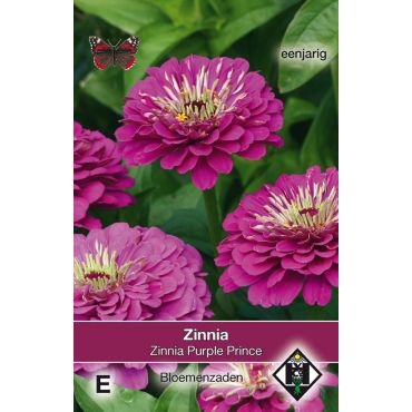 Zinnia elegans Purple Prince - afbeelding 1