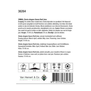 Zinnia elegans 'Queen Red Lime' - afbeelding 2