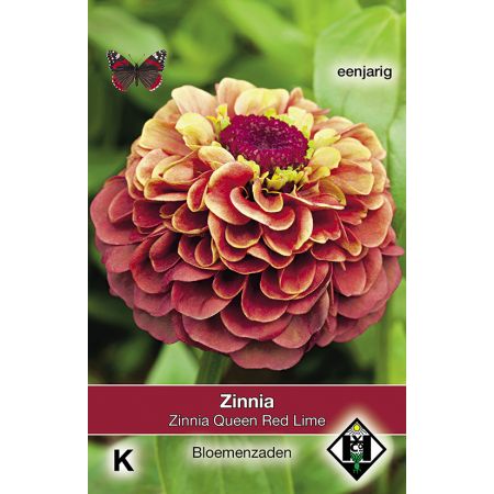 Zinnia elegans 'Queen Red Lime' - afbeelding 1